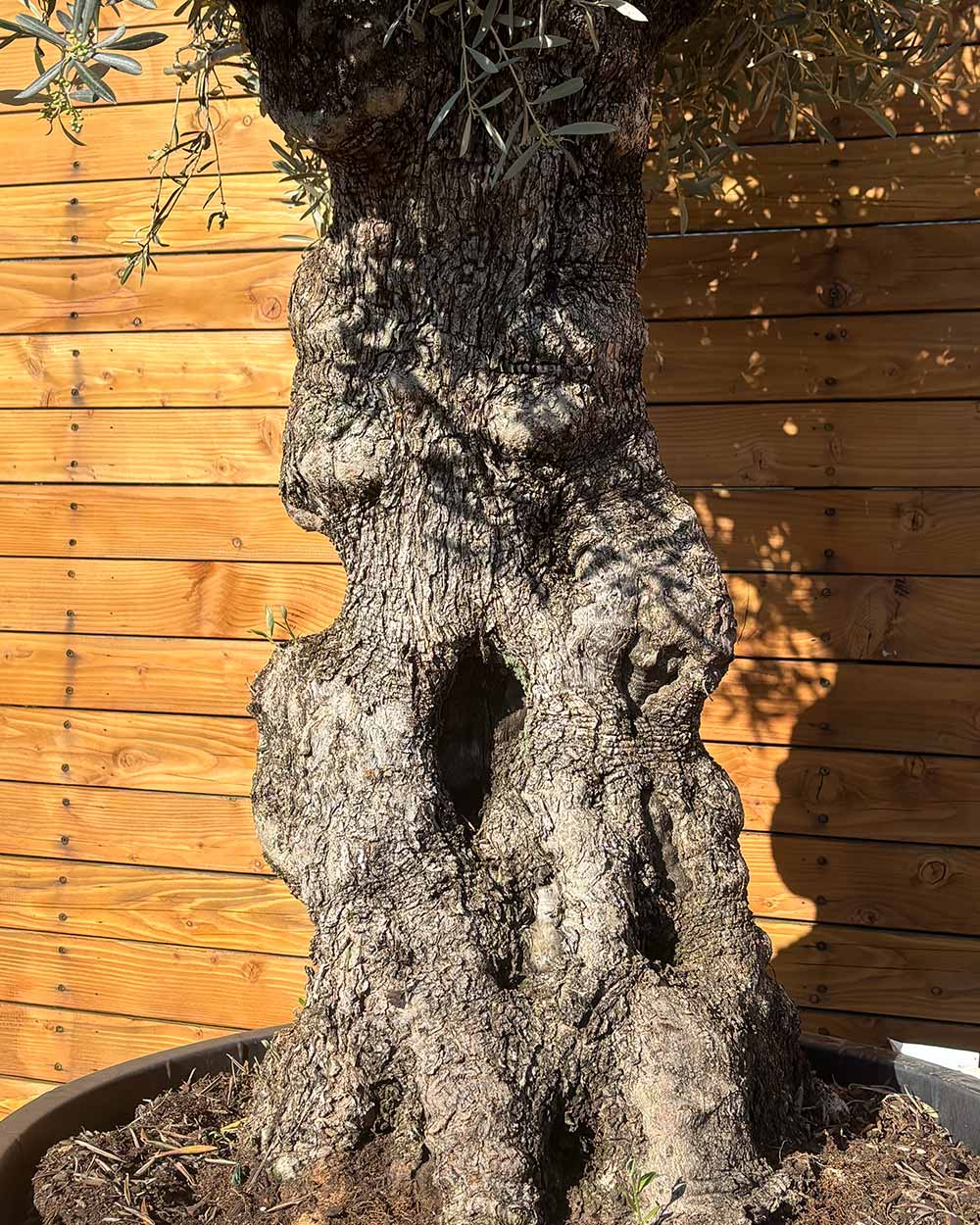 Olivenbaum – Olea europaea ‘Hojiblanca’ (Forte) (I25)
