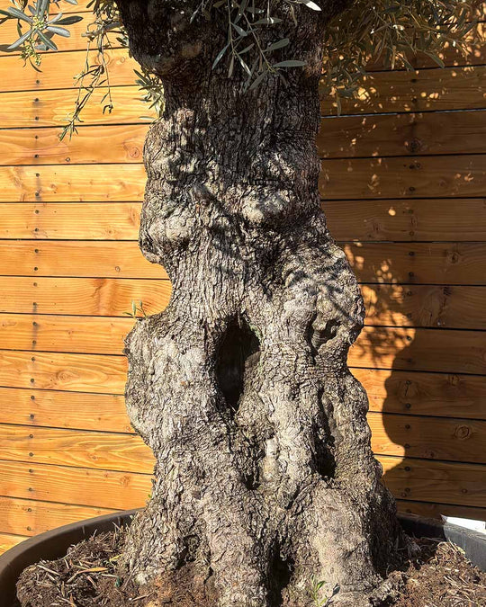 Olivenbaum – Olea europaea ‘Hojiblanca’ (Forte) (I25)