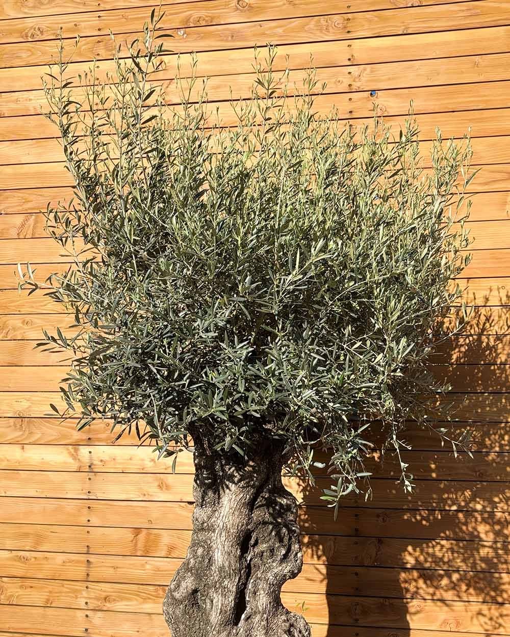 Olivenbaum – Olea europaea ‘Hojiblanca’ (Forte) (I25)