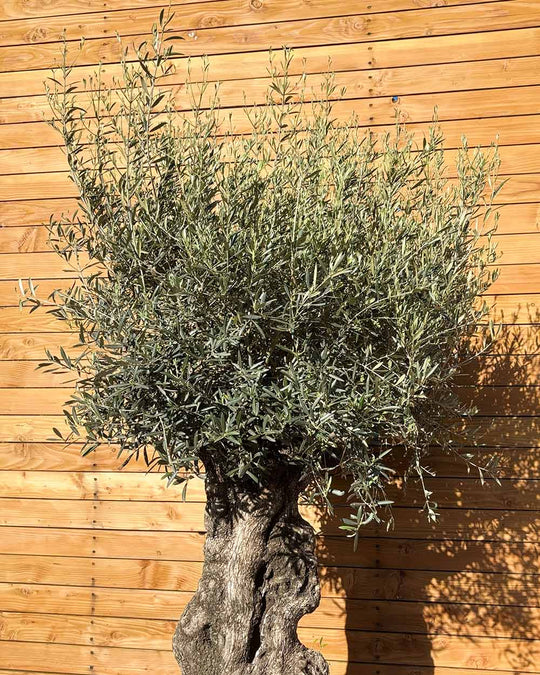 Olivenbaum – Olea europaea ‘Hojiblanca’ (Forte) (I25)