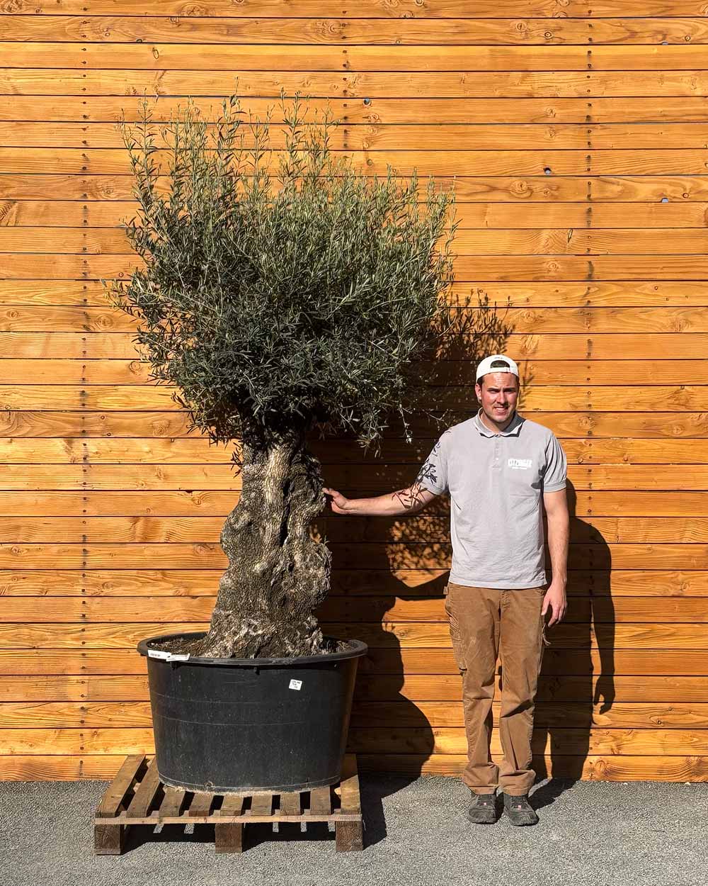 Olivenbaum – Olea europaea ‘Hojiblanca’ (Forte) (I25)