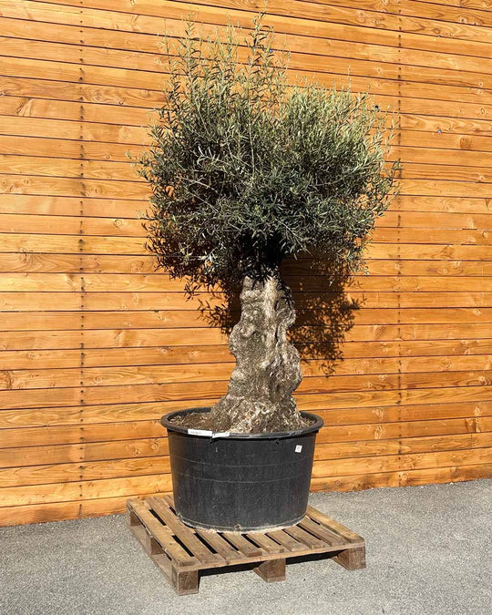 Olivenbaum – Olea europaea ‘Hojiblanca’ (Forte) (I25)