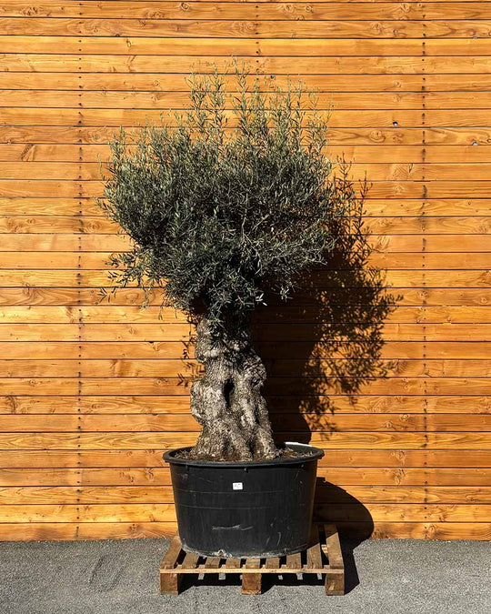 Olivenbaum – Olea europaea ‘Hojiblanca’ (Forte) (I25)