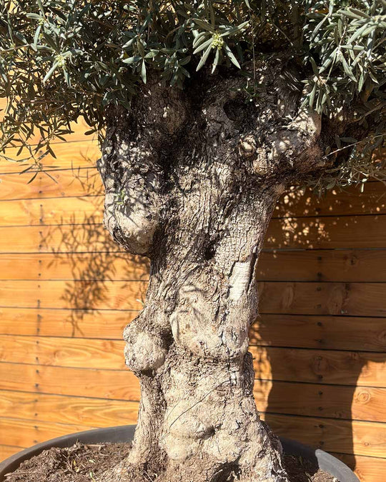 Olivenbaum – Olea europaea ‘Hojiblanca’ (Forte) (I26)