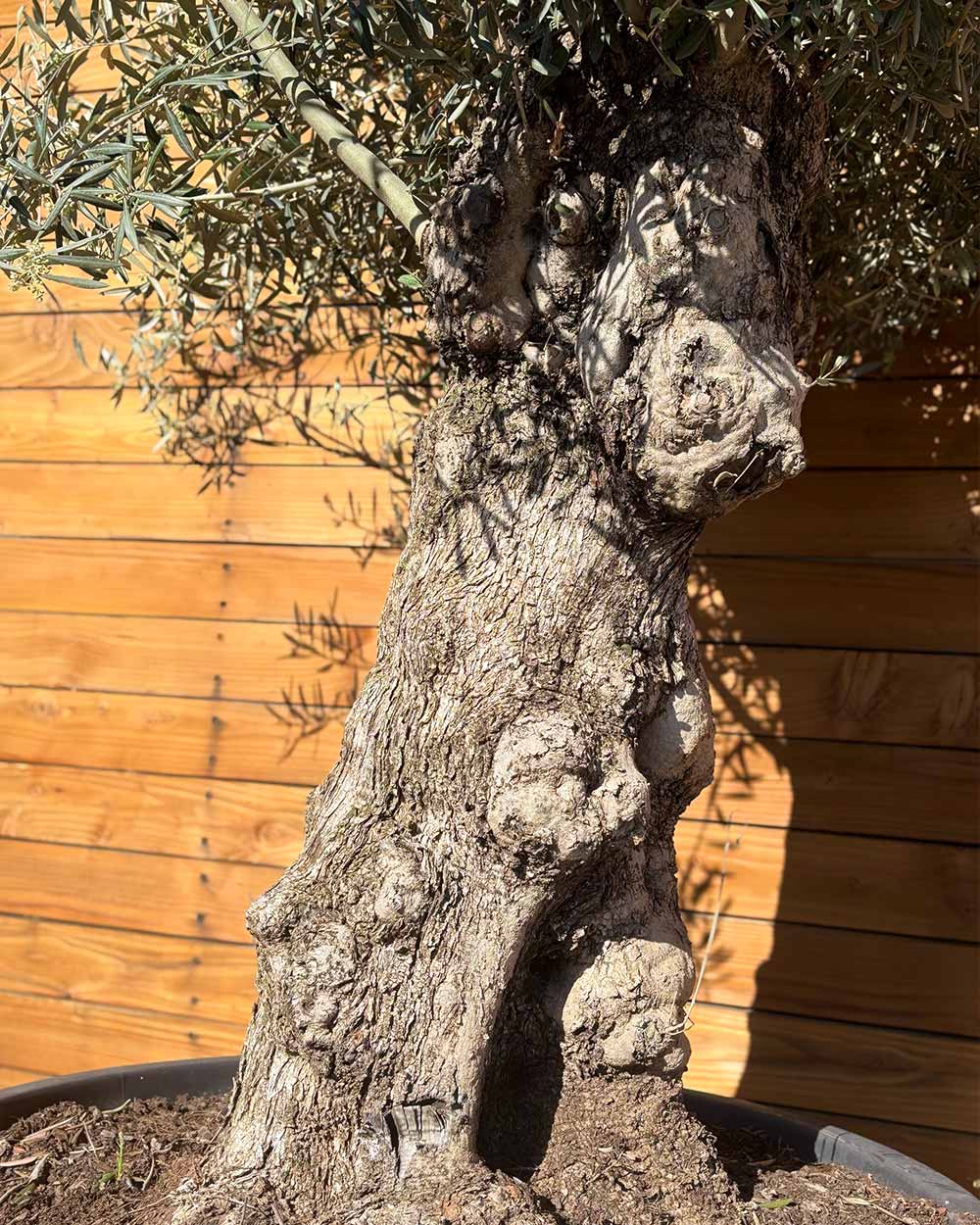 Olivenbaum – Olea europaea ‘Hojiblanca’ (Forte) (I26)