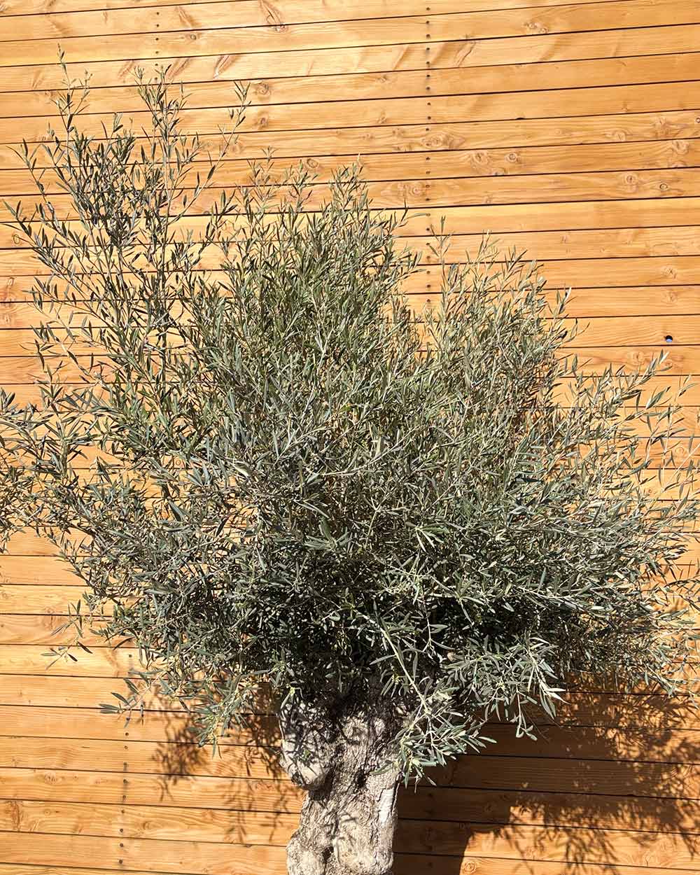 Olivenbaum – Olea europaea ‘Hojiblanca’ (Forte) (I26)