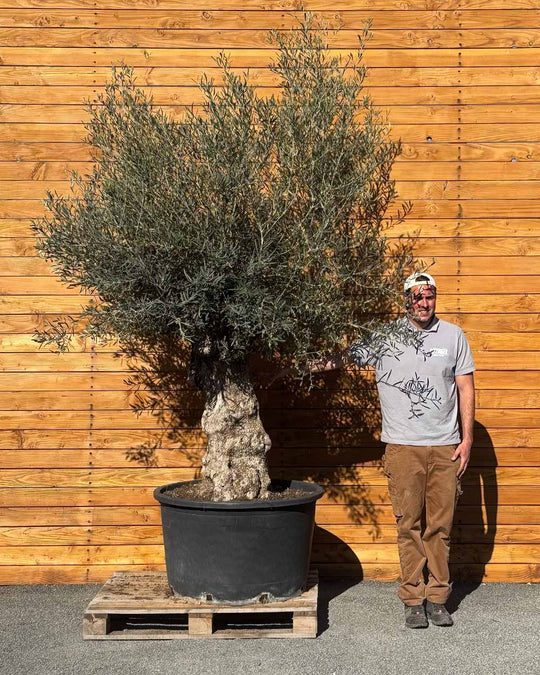 Olivenbaum – Olea europaea ‘Hojiblanca’ (Forte) (I26)