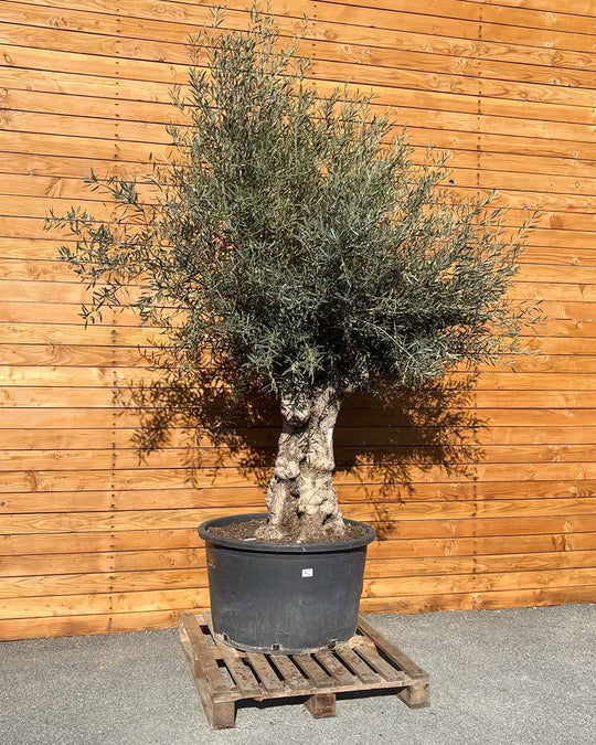 Olivenbaum – Olea europaea ‘Hojiblanca’ (Forte) (I26)