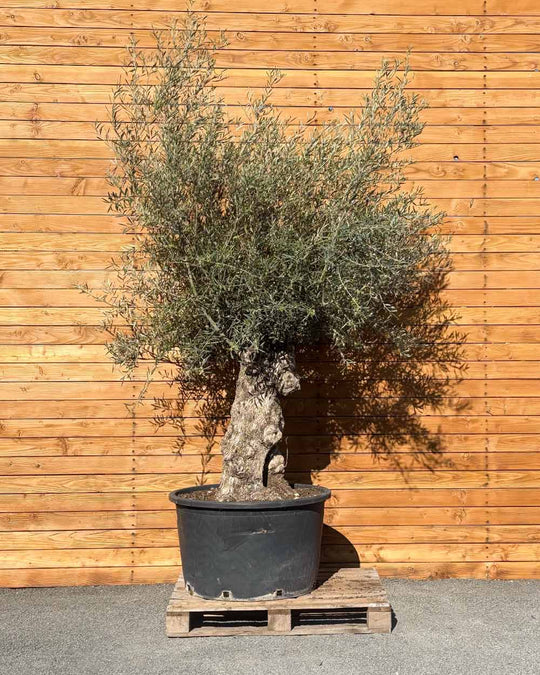 Olivenbaum – Olea europaea ‘Hojiblanca’ (Forte) (I26)