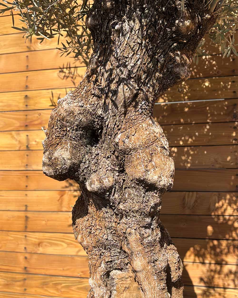 Olivenbaum – Olea europaea ‘Hojiblanca’ (Forte) (I28)