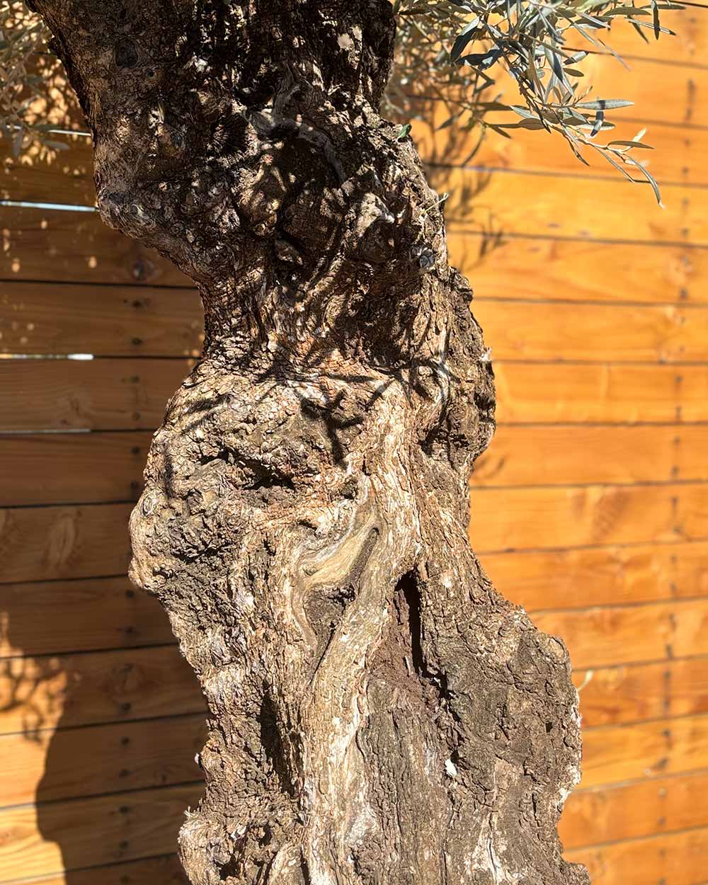 Olivenbaum – Olea europaea ‘Hojiblanca’ (Forte) (I28)
