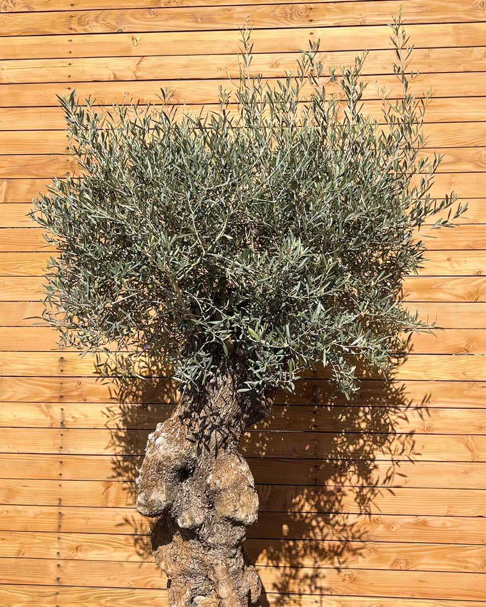 Olivenbaum – Olea europaea ‘Hojiblanca’ (Forte) (I28)