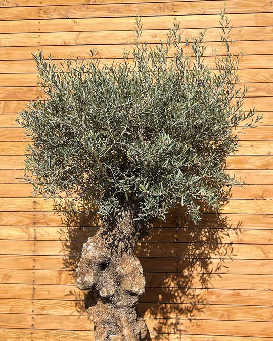 Olivenbaum – Olea europaea ‘Hojiblanca’ (Forte) (I28)