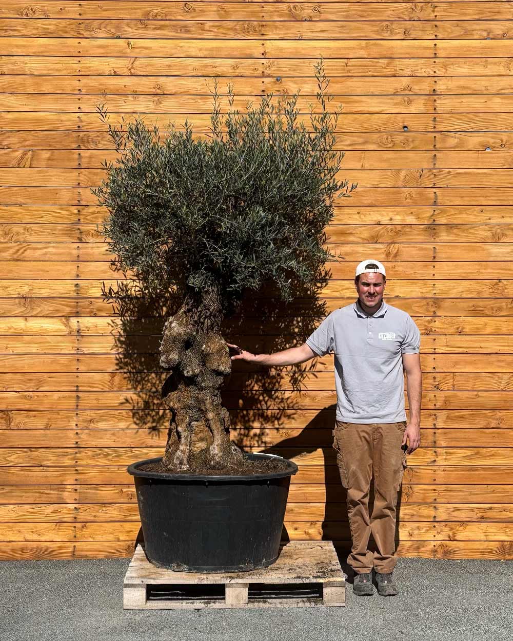 Olivenbaum – Olea europaea ‘Hojiblanca’ (Forte) (I28)