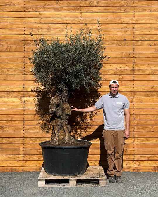 Olivenbaum – Olea europaea ‘Hojiblanca’ (Forte) (I28)