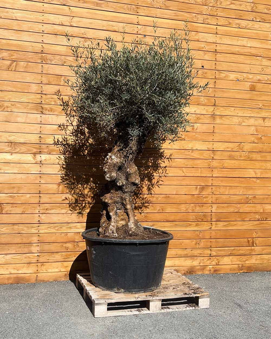 Olivenbaum – Olea europaea ‘Hojiblanca’ (Forte) (I28)