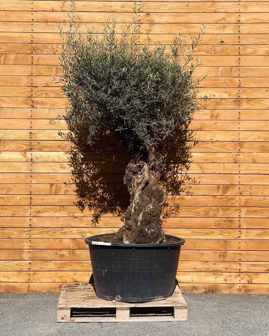 Olivenbaum – Olea europaea ‘Hojiblanca’ (Forte) (I28)