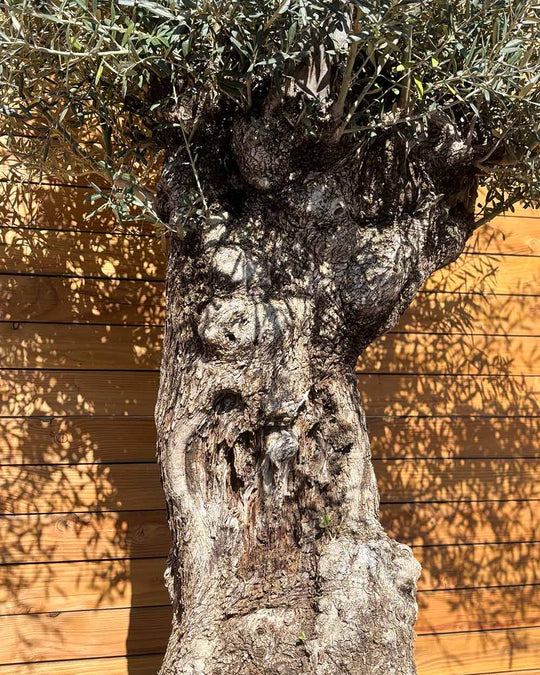 Olivenbaum – Olea europaea ‘Hojiblanca’ (Forte) (I30)
