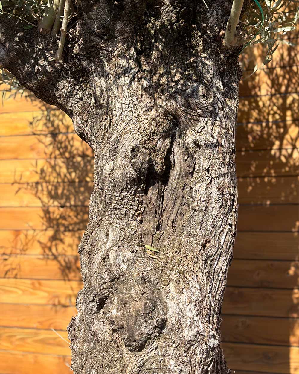 Olivenbaum – Olea europaea ‘Hojiblanca’ (Forte) (I30)