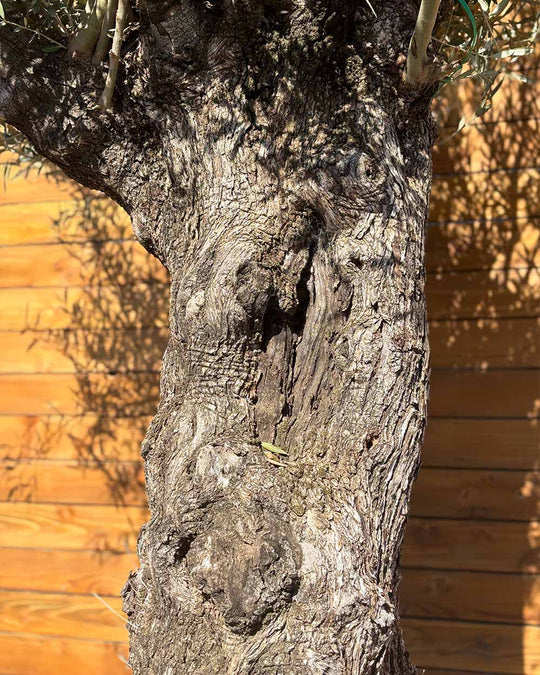 Olivenbaum – Olea europaea ‘Hojiblanca’ (Forte) (I30)