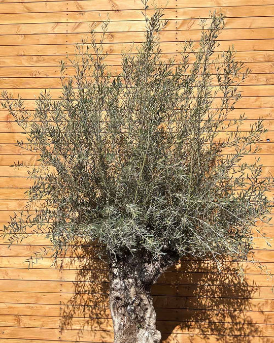 Olivenbaum – Olea europaea ‘Hojiblanca’ (Forte) (I30)