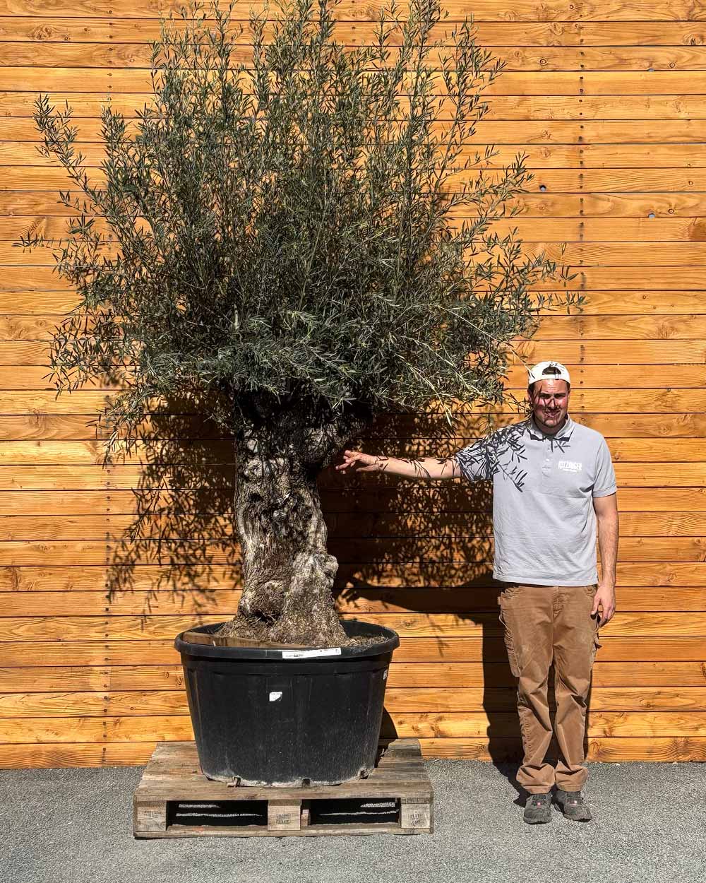 Olivenbaum – Olea europaea ‘Hojiblanca’ (Forte) (I30)