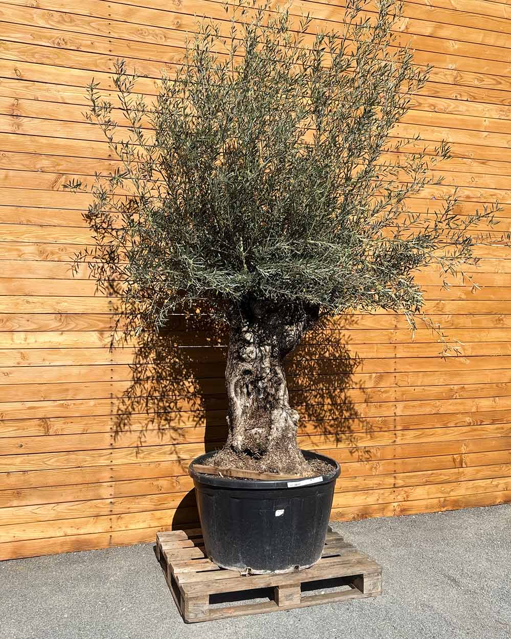 Olivenbaum – Olea europaea ‘Hojiblanca’ (Forte) (I30)