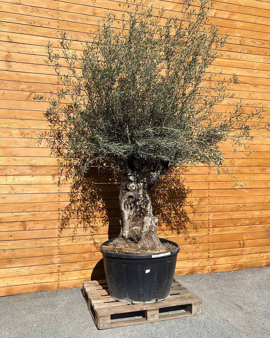 Olivenbaum – Olea europaea ‘Hojiblanca’ (Forte) (I30)