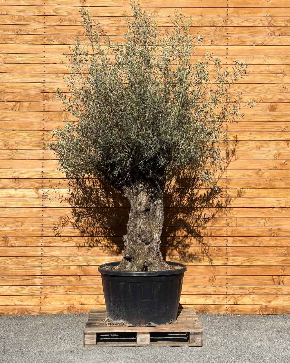 Olivenbaum – Olea europaea ‘Hojiblanca’ (Forte) (I30)