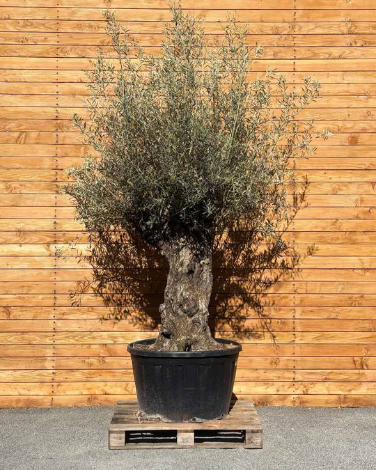 Olivenbaum – Olea europaea ‘Hojiblanca’ (Forte) (I30)