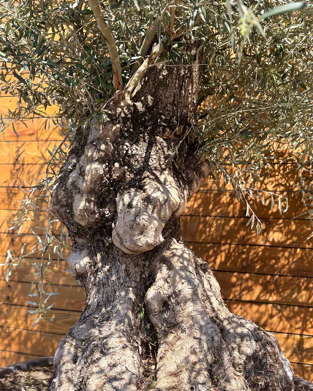 Olivenbaum – Olea europaea ‘Hojiblanca’ (Forte) (I32)