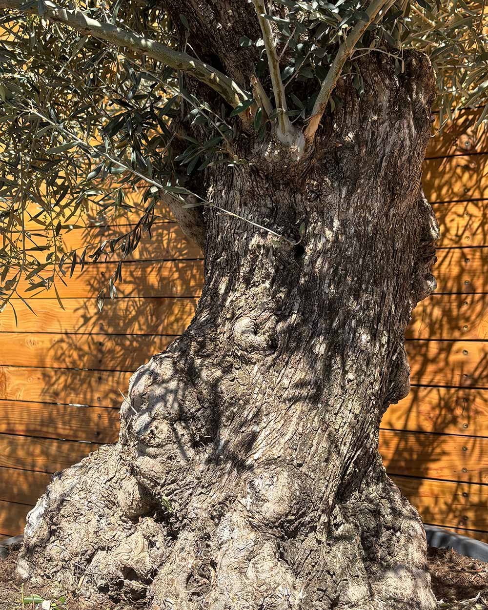 Olivenbaum – Olea europaea ‘Hojiblanca’ (Forte) (I32)