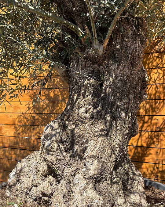 Olivenbaum – Olea europaea ‘Hojiblanca’ (Forte) (I32)