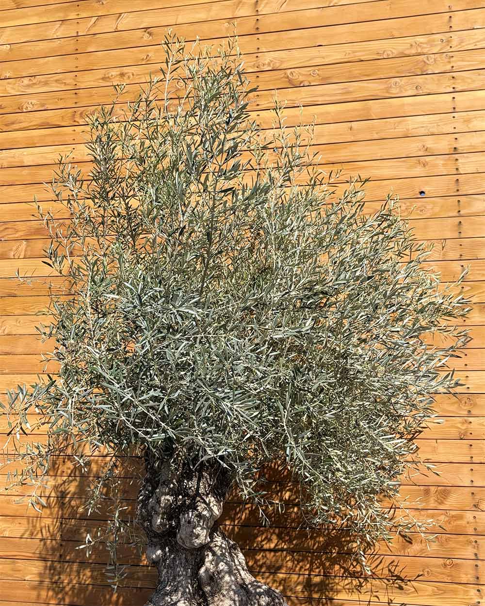 Olivenbaum – Olea europaea ‘Hojiblanca’ (Forte) (I32)