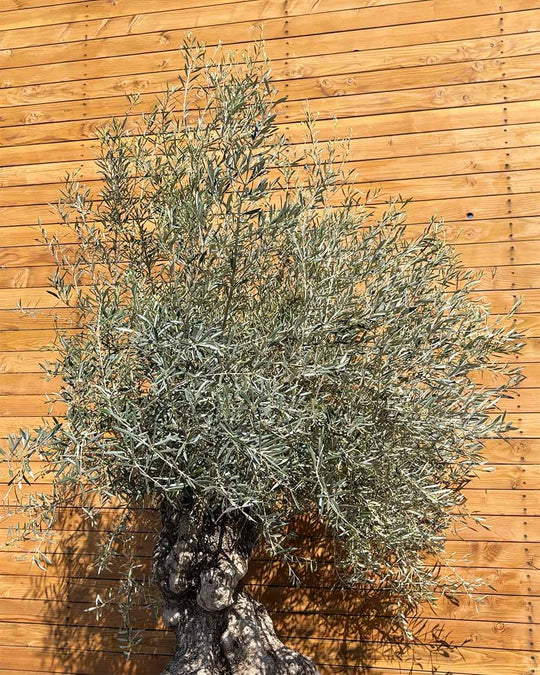 Olivenbaum – Olea europaea ‘Hojiblanca’ (Forte) (I32)