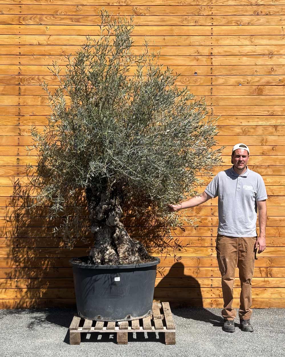 Olivenbaum – Olea europaea ‘Hojiblanca’ (Forte) (I32)