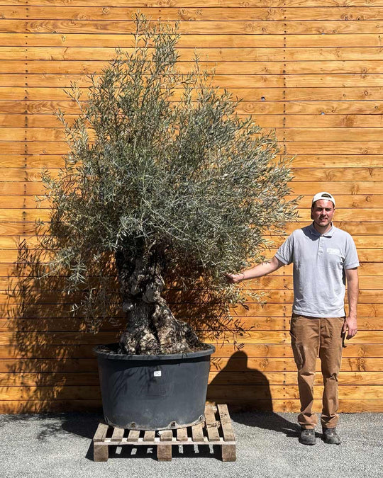 Olivenbaum – Olea europaea ‘Hojiblanca’ (Forte) (I32)