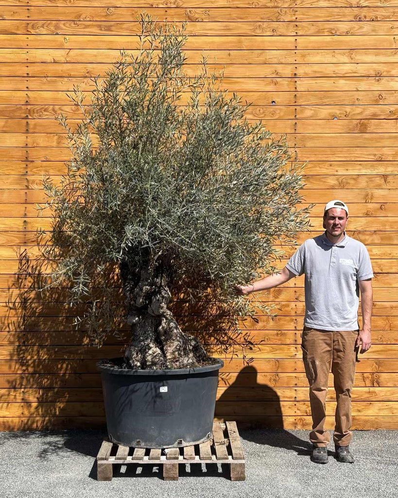 Olivenbaum – Olea europaea 'Hojiblanca' (Forte) (I32) – Blupf by Kitzinger