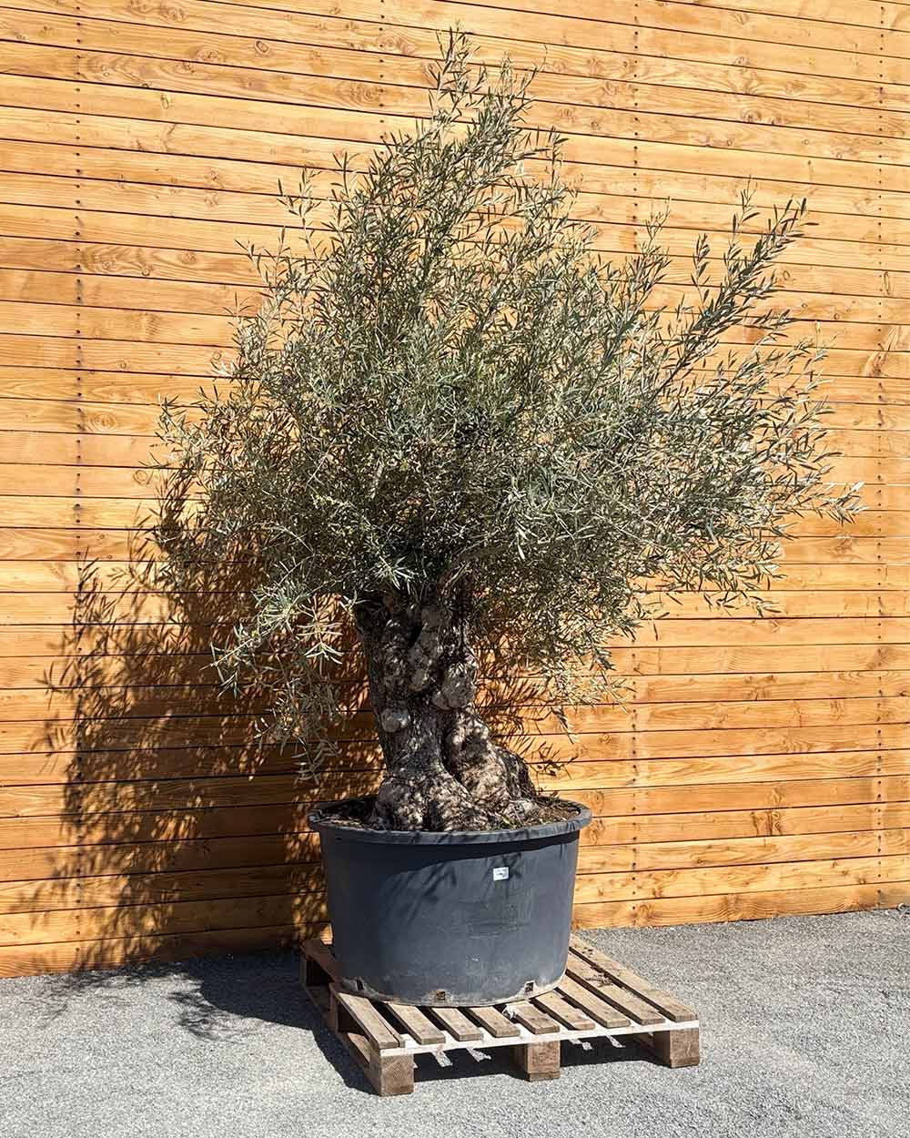 Olivenbaum – Olea europaea ‘Hojiblanca’ (Forte) (I32)