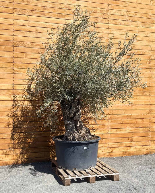 Olivenbaum – Olea europaea ‘Hojiblanca’ (Forte) (I32)