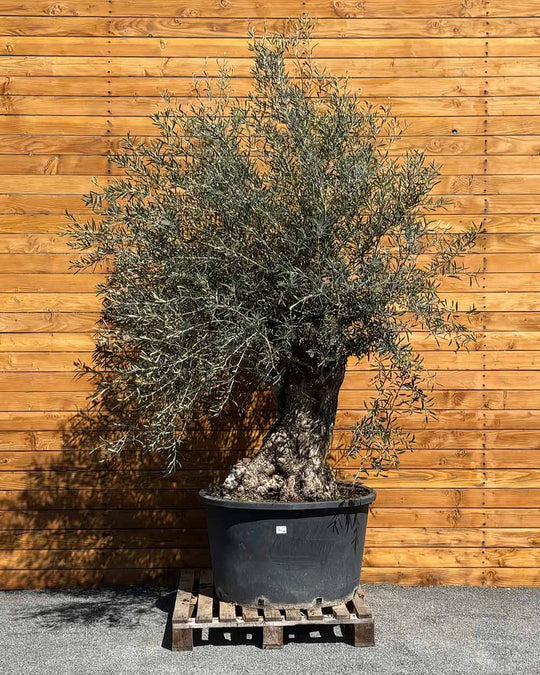 Olivenbaum – Olea europaea ‘Hojiblanca’ (Forte) (I32)