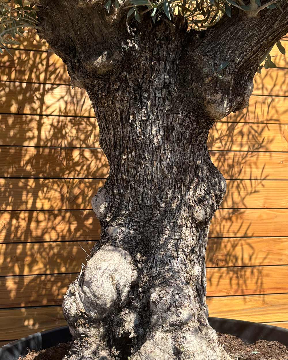 Olivenbaum – Olea europaea ‘Hojiblanca’ (Forte) (I34)