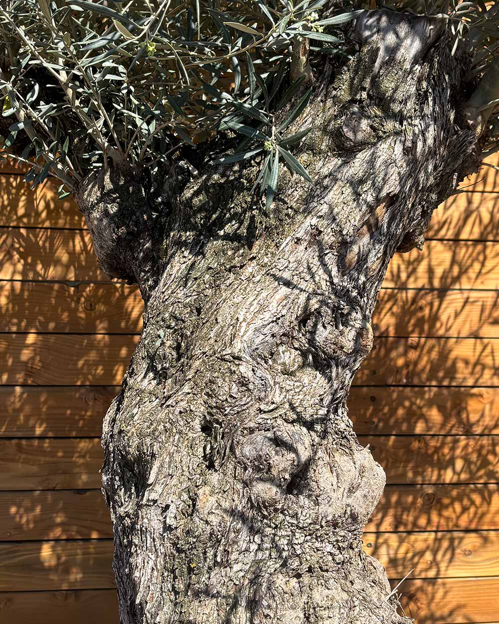 Olivenbaum – Olea europaea ‘Hojiblanca’ (Forte) (I34)