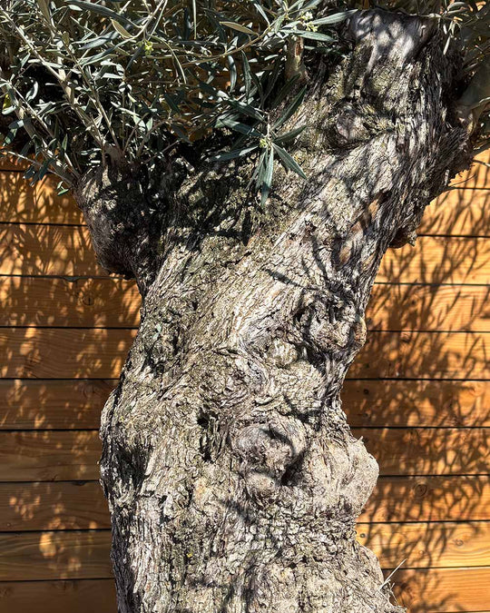 Olivenbaum – Olea europaea ‘Hojiblanca’ (Forte) (I34)
