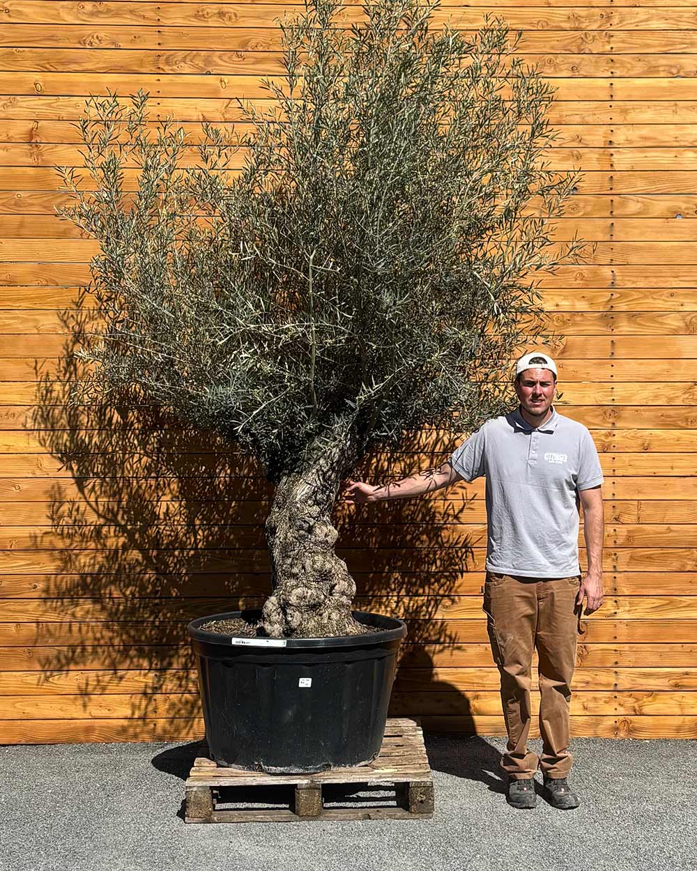 Olivenbaum – Olea europaea ‘Hojiblanca’ (Forte) (I34)