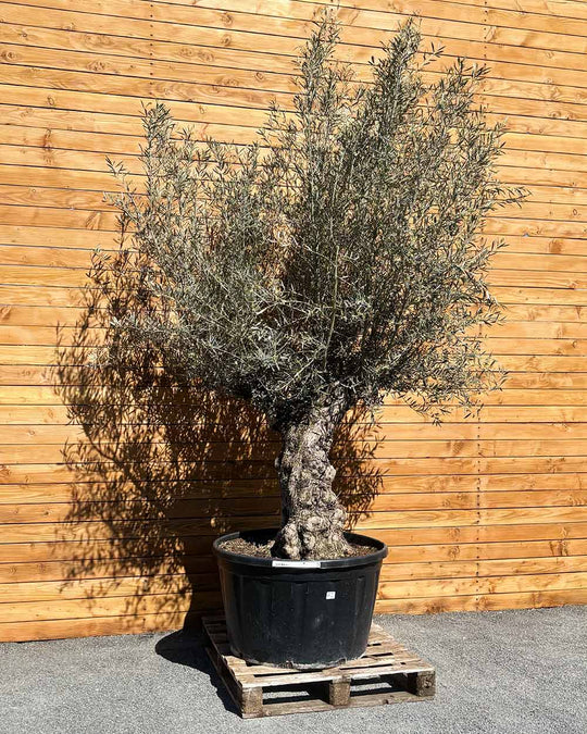 Olivenbaum – Olea europaea ‘Hojiblanca’ (Forte) (I34)