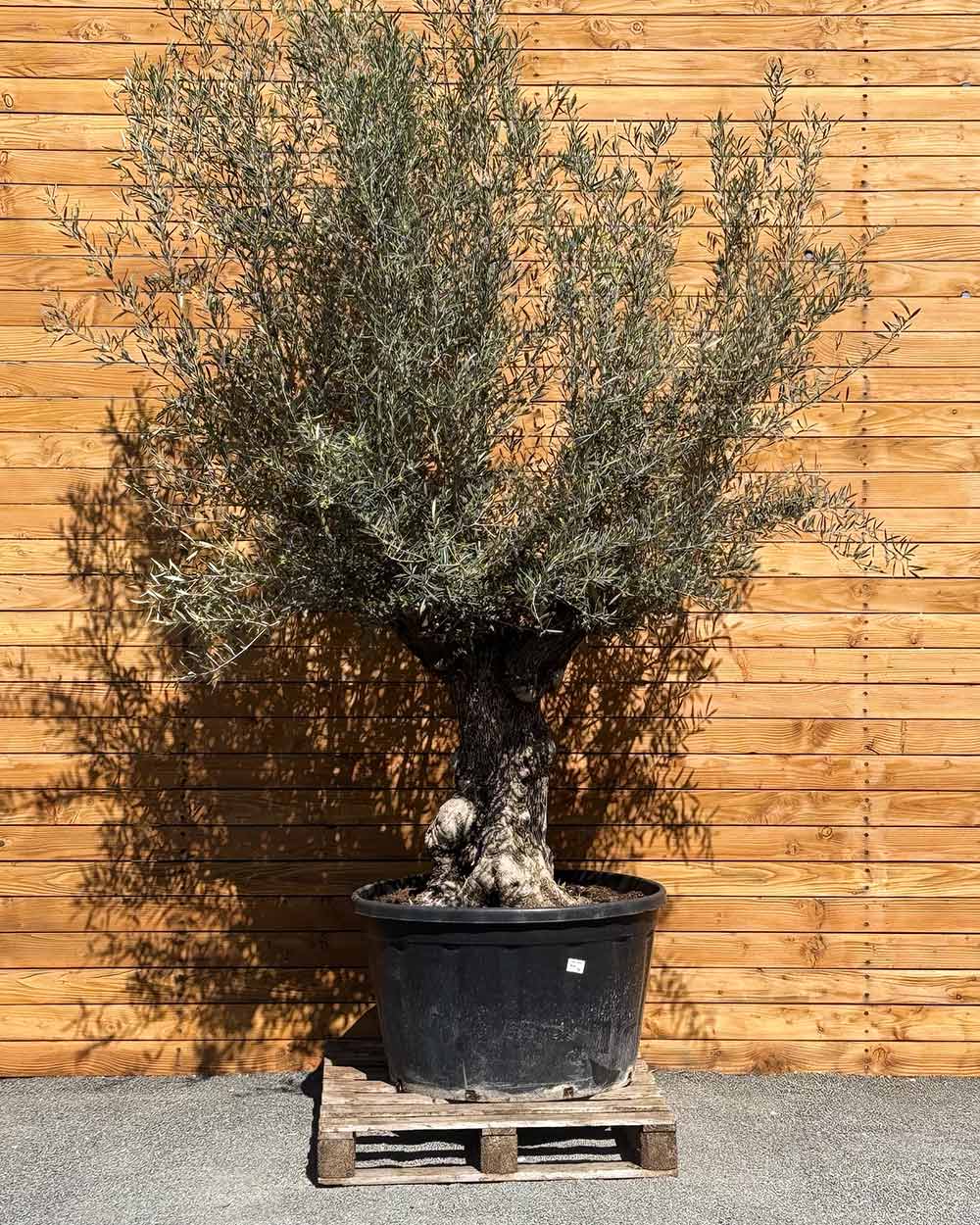 Olivenbaum – Olea europaea ‘Hojiblanca’ (Forte) (I34)