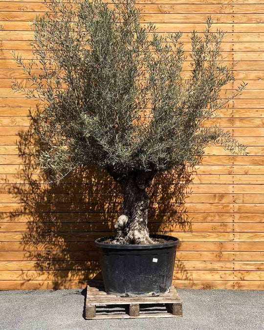 Olivenbaum – Olea europaea ‘Hojiblanca’ (Forte) (I34)