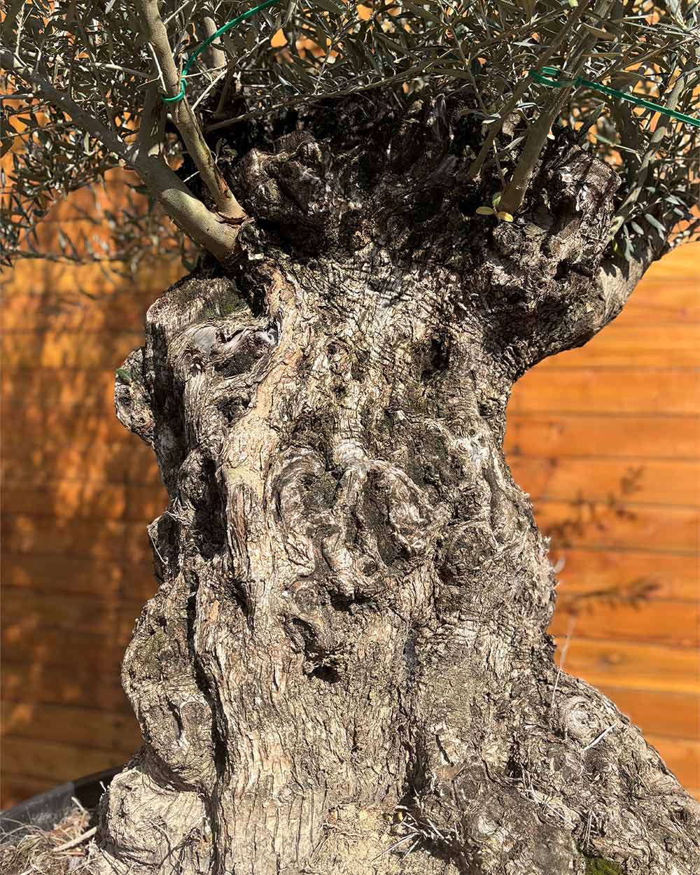 Olivenbaum – Olea europaea ‘Hojiblanca’ (Forte) (I6)