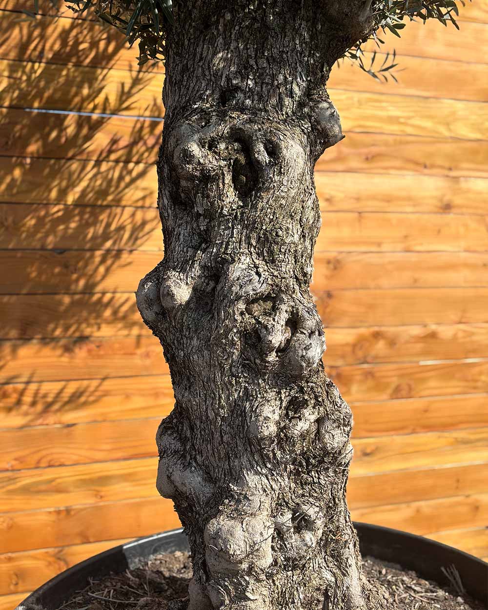 Olivenbaum – Olea europaea ‘Hojiblanca’ (Forte) (I9)